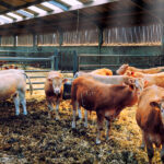 Bajó en Tamaulipas exportación ganadera