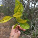 Experimenta UAT bioinsecticida para combatir el dragón amarillo