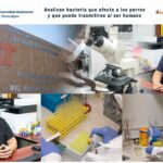 Analizan bacteria que afecta a los perros y que puede trasmitirse al ser humano