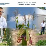 Obtiene la UAT una nueva variedad de maíz nativo
