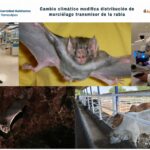Cambio climático modifica distribución de murciélago transmisor de la rabia