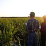 Desarrolla la UAT nuevas variedades de caña de azúcar en El Mante