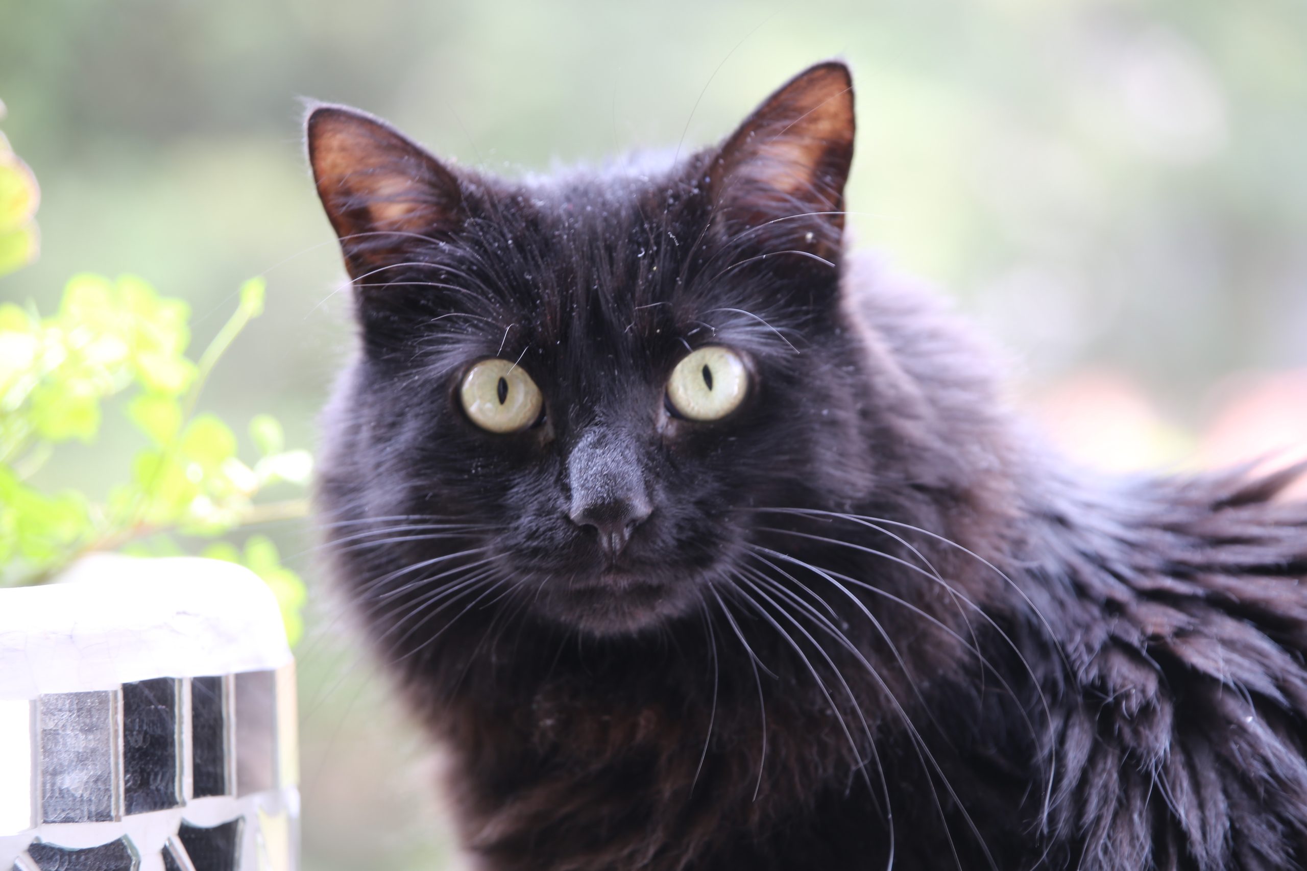 NotiPress - Gato negro Sergio F Cara (NotiPress)