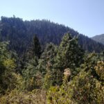 Jornadas de reforestación en Veracruz: gobierno destina 9.5 millones de pesos