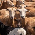 Estudiante de la UAT desarrolla innovador sistema de monitoreo de alimentación de borregos