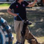 Implementa la UAT cursos de adiestramiento canino
